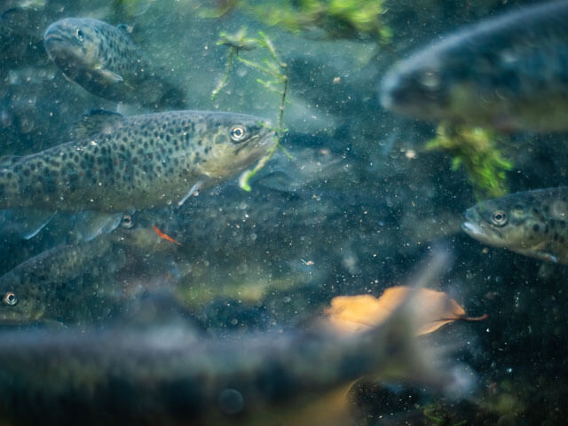 渓流魚