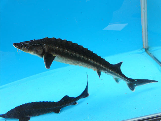 チョウザメ成魚2尾