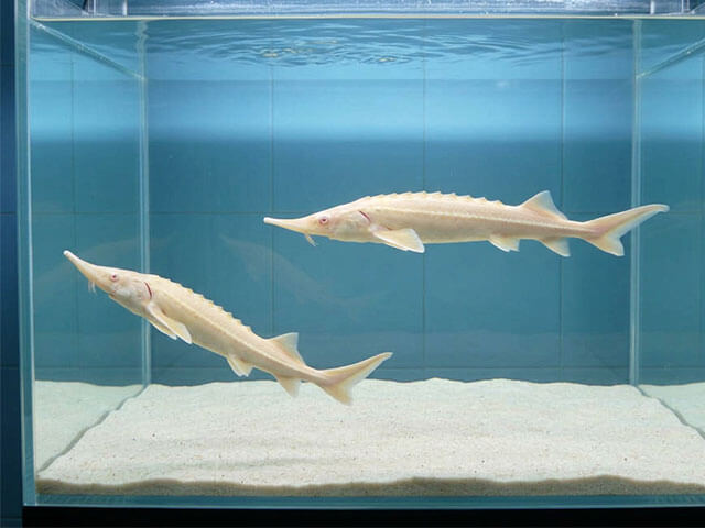 観賞魚チョウザメ