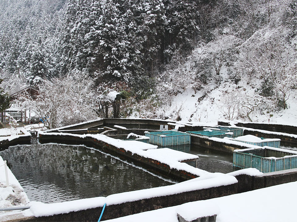 冬のチョウザメ養殖場