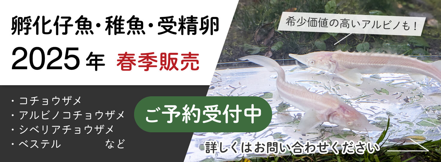 2025年 養殖用仔魚・稚魚のご予約受付中