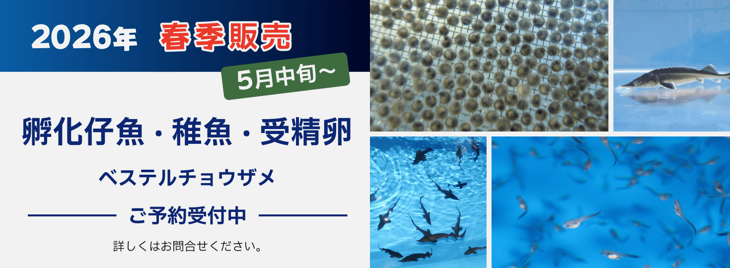 養殖用チョウザメの販売－廣島蝶鮫（ひろしまちょうざめ）
